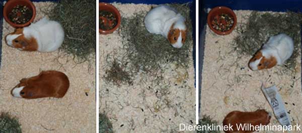 Een cavia eet en poept de gehele dag